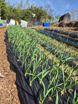 팜모닝 기타작물·영농일지 게시글 이미지