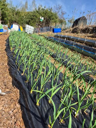 정선농부님의 기타작물 · 영농일지 작성글 사진