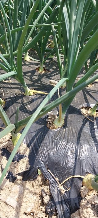 주말 농원(이시원)님의 기타작물 · 영농일지 작성글 사진