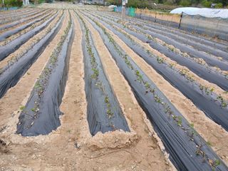 최남옥님의 기타작물 · 영농일지 작성글 사진