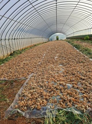 결단이님의 기타작물 · 영농일지 작성글 사진