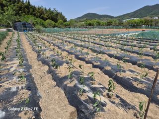 덕포킴님의 기타작물 · 영농일지 작성글 사진