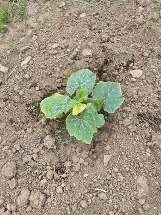 Kns4324님의 기타작물 · 영농일지 작성글 사진