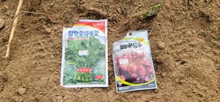 유성훈님의 상추 · 영농일지 작성글 사진