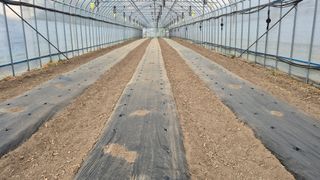 김용훈 님의 토마토 · 영농일지 작성글 사진