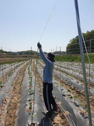 정연규님의 콩 · 영농일지 작성글 사진