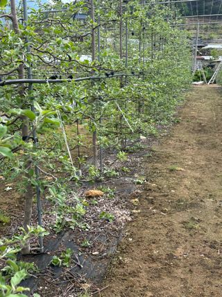 이익수님의 사과 · 영농일지 작성글 사진