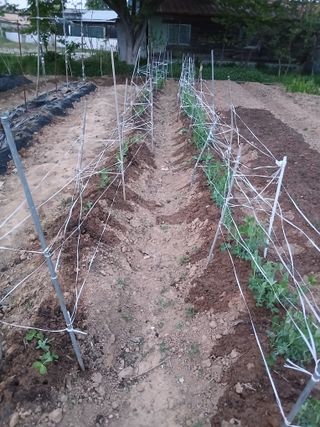 최덕순님의 기타작물 · 영농일지 작성글 사진