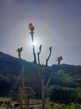 인생은 소풍처럼~님의 기타작물 · 영농일지 작성글 사진