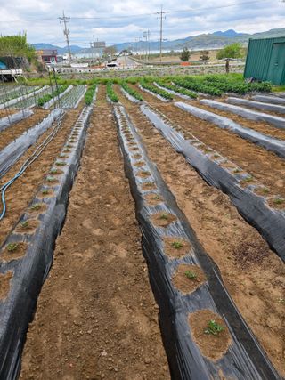강화화도님의 기타작물 · 영농일지 작성글 사진