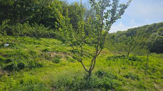 장정규님의 복숭아 · 영농일지 작성글 사진