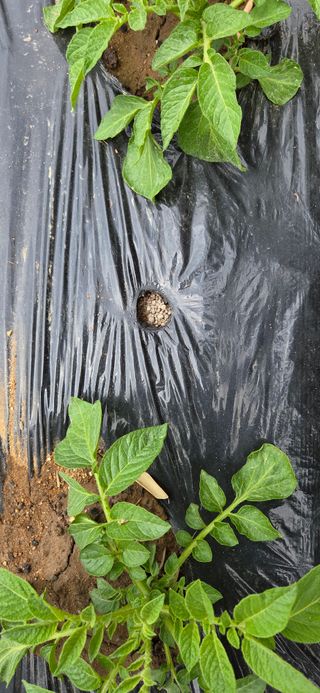 한병훈님의 감자 · 영농일지 작성글 사진