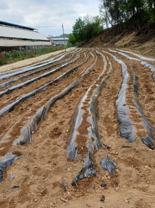 이철우님의 기타작물 · 영농일지 작성글 사진