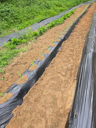 강화화도님의 기타작물 · 영농일지 작성글 사진