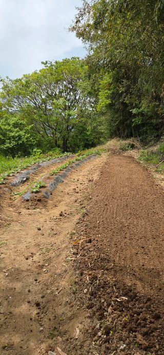 한병훈님의 감자 · 영농일지 작성글 사진