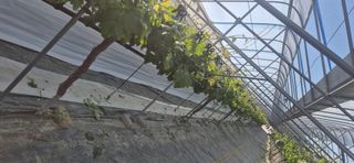 이화주님의 기타작물 · 영농일지 작성글 사진