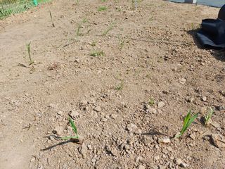 최정윤님의 기타작물 · 영농일지 작성글 사진