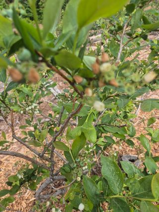 최진일님의 블루베리 · 영농일지 작성글 사진