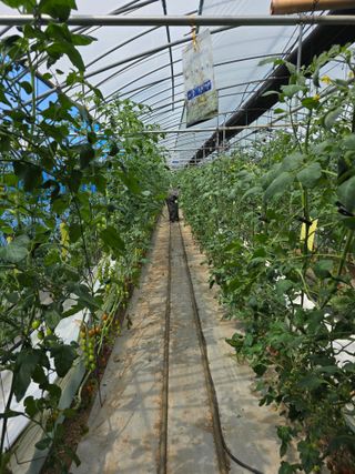 김호진님의 토마토 · 영농일지 작성글 사진