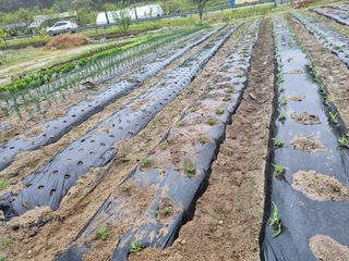 참깨16081님의 기타작물 · 영농일지 작성글 사진