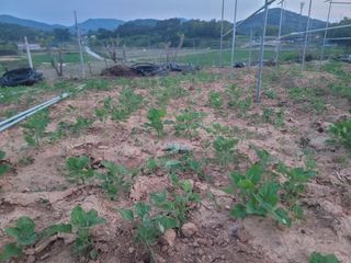 이용찬 열매마농원님의 기타작물 · 영농일지 작성글 사진