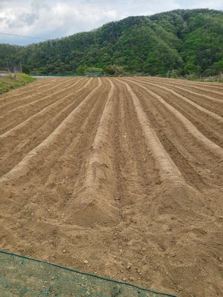 이상욱님의 고추 · 영농일지 작성글 사진