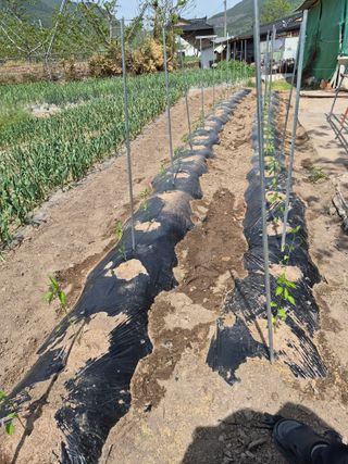 이시형님의 참깨 · 영농일지 작성글 사진