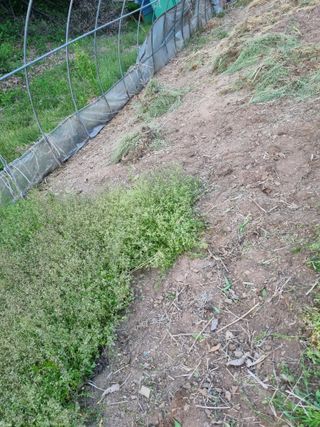 감20280님의 기타작물 · 영농일지 작성글 사진