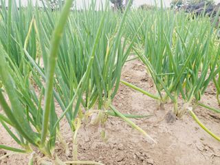 한경훈님의 파 · 영농일지 작성글 사진