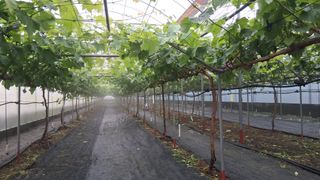 가끔 천재님의 포도 · 영농일지 작성글 사진