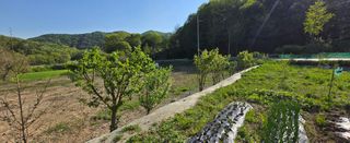 강호지인님의 기타작물 · 영농일지 작성글 사진