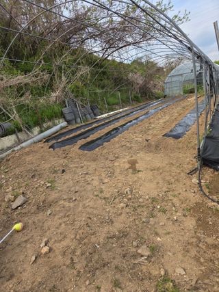 마늘25328님의 기타작물 · 영농일지 작성글 사진