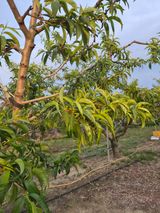 매실6409님의 작성글 사진