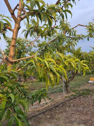 매실6409님의 복숭아 · 영농일지 작성글 사진