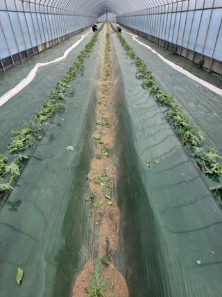 최대석님의 기타작물 · 영농일지 작성글 사진