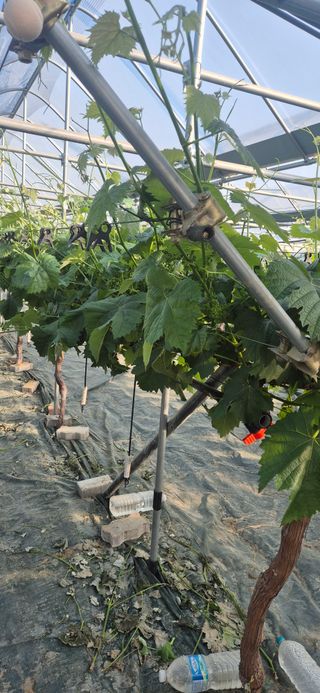 이화주님의 기타작물 · 영농일지 작성글 사진