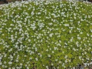 김영순님의 기타작물 · 영농일지 작성글 사진