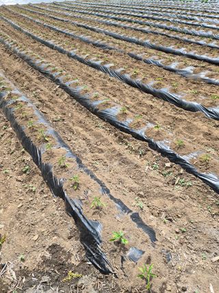 남기탁 님의 고추 · 영농일지 작성글 사진