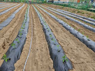 경달현님의 고추 · 영농일지 작성글 사진