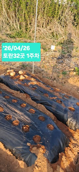 kh글로벌님의 기타작물 · 영농일지 작성글 사진