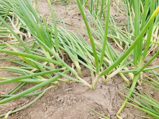 한경훈님의 파 · 영농일지 작성글 사진