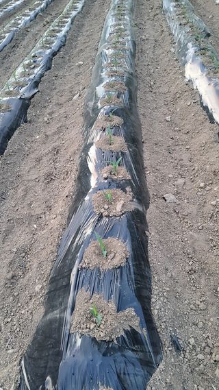 정태운님의 옥수수 · 영농일지 작성글 사진