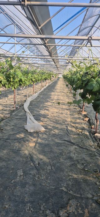 이화주님의 기타작물 · 영농일지 작성글 사진