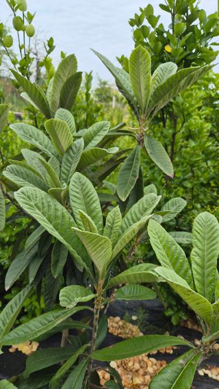 늘푸른 농장주님의 기타작물 · 영농일지 작성글 사진