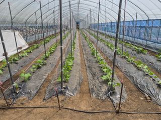 기란봉님의 상추 · 영농일지 작성글 사진