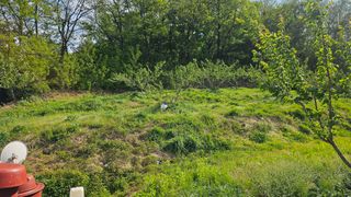 장정규님의 복숭아 · 영농일지 작성글 사진