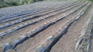 정태운님의 옥수수 · 영농일지 작성글 사진