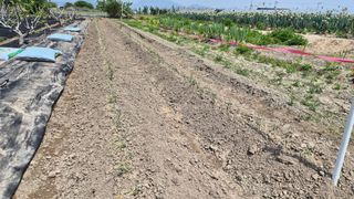 늘푸른 농장주님의 기타작물 · 영농일지 작성글 사진