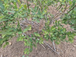 최진일님의 블루베리 · 영농일지 작성글 사진