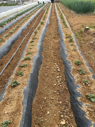 김영완님의 고추 · 영농일지 작성글 사진